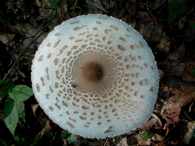 Lepiota (o Macrolepiota ?) procera